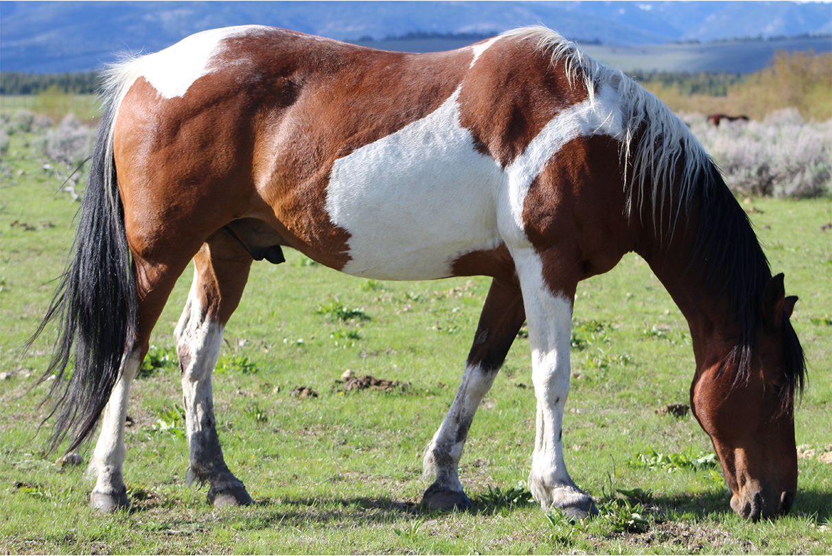Equestrian Leisure Lounge Wear- Skewbald and Piebald Onesie