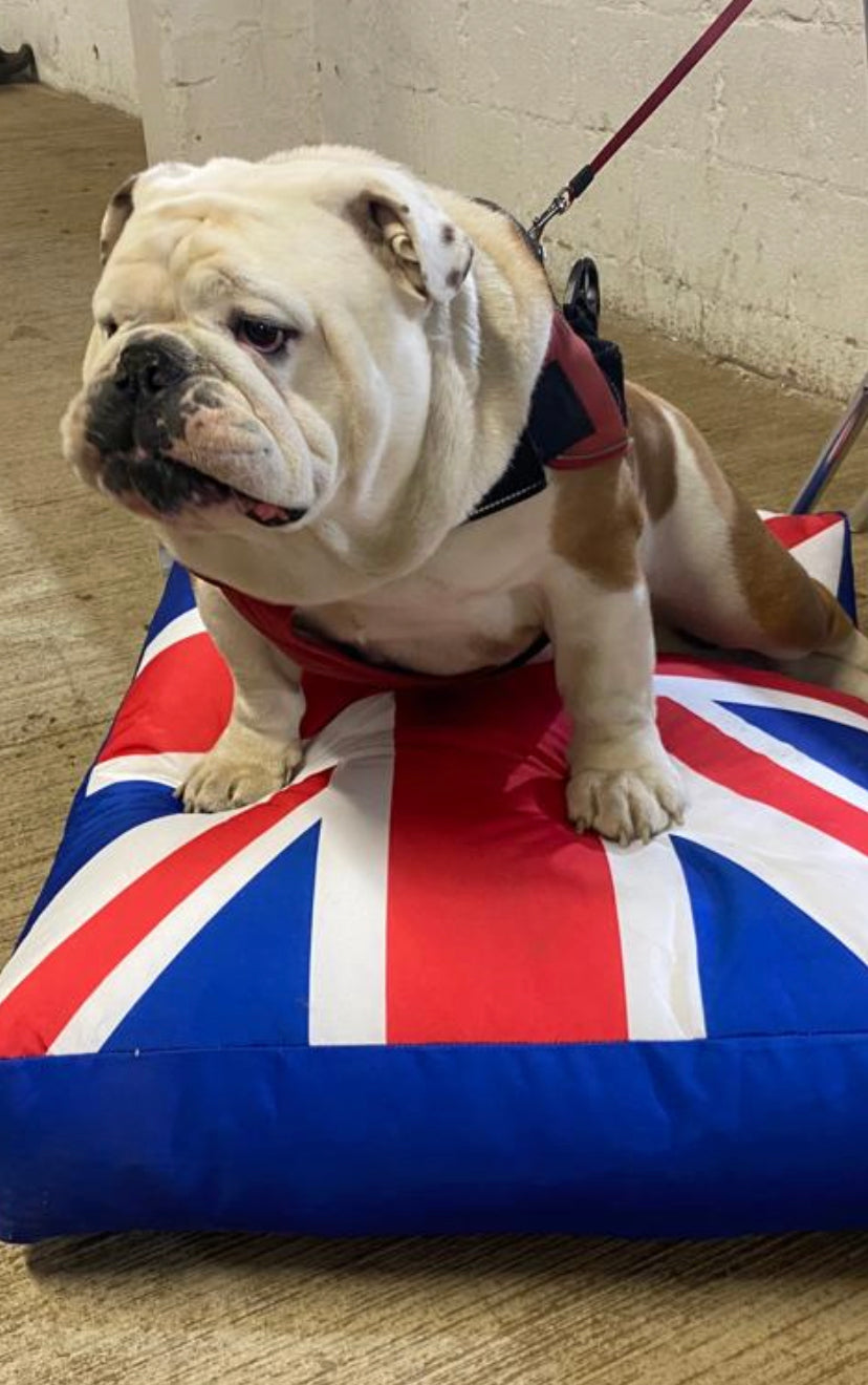 Union Jack Bean bag Chair & Dog Bed